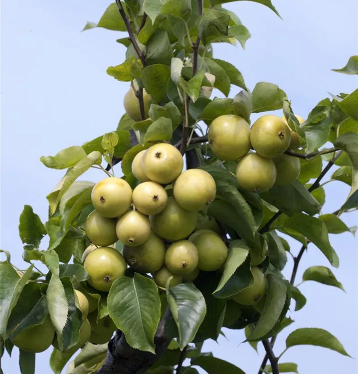 Nashi-Birne 'Nijiseiki'