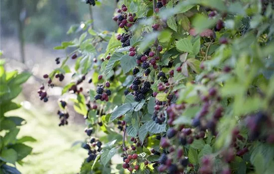 Brombeeren – wilde Leckereien mit langer Tradition